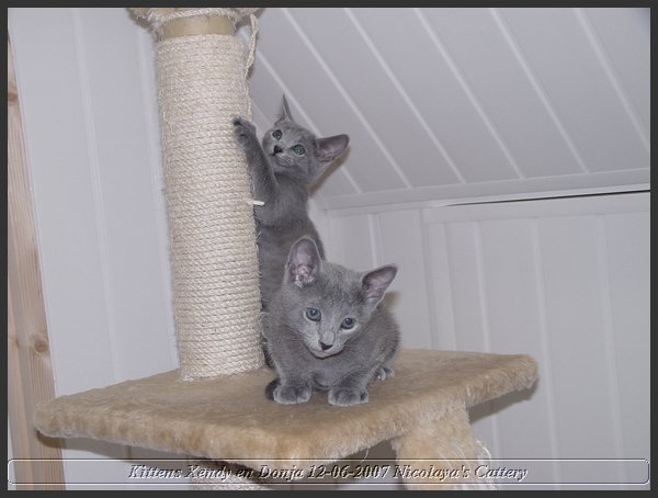 39 - Russisch Blauw Kittens Nicolaya's Cattery.JPG