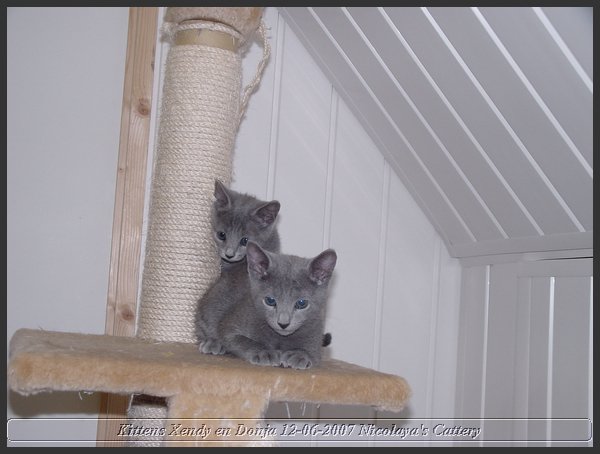 40 - Russisch Blauw Kittens Nicolaya's Cattery.JPG