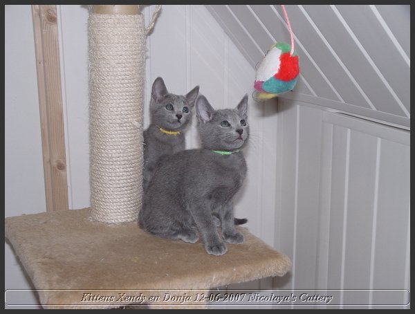 41 - Russisch Blauw Kittens Nicolaya's Cattery.JPG