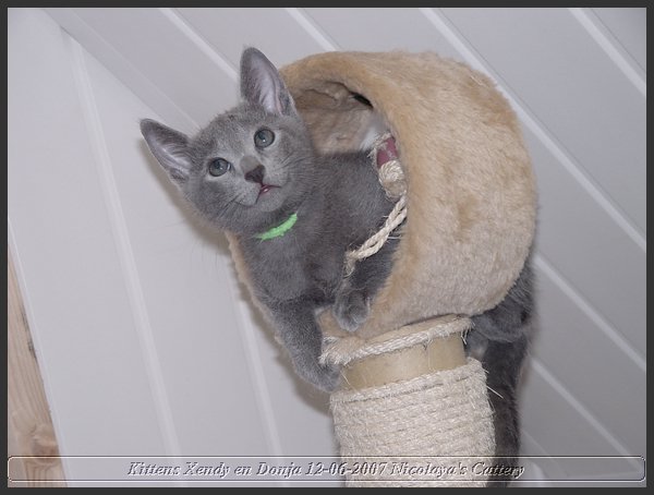 43 - Russisch Blauw Kittens Nicolaya's Cattery.JPG