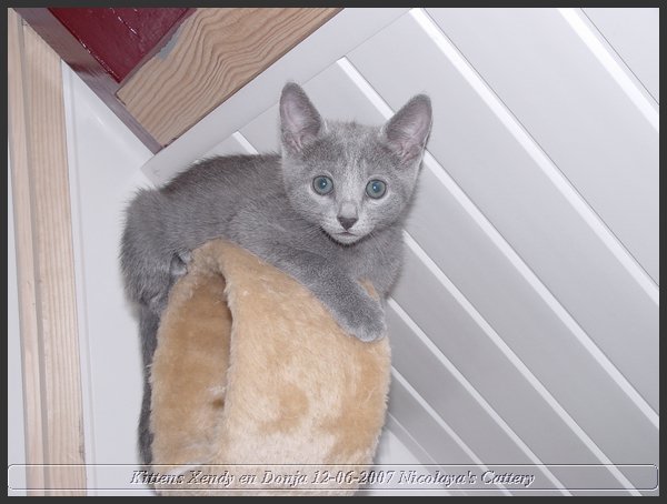 44 - Russisch Blauw Kittens Nicolaya's Cattery.JPG