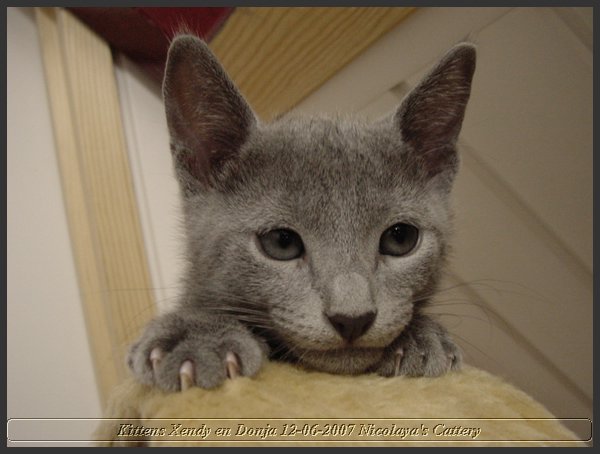 48 - Russisch Blauw Kittens Nicolaya's Cattery.JPG