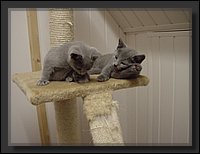 01 - Russisch Blauw Kittens Nicolaya's Cattery.JPG