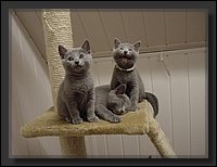 02 - Russisch Blauw Kittens Nicolaya's Cattery.JPG