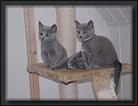 03 - Russisch Blauw Kittens Nicolaya's Cattery.JPG