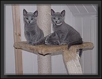 04 - Russisch Blauw Kittens Nicolaya's Cattery.JPG