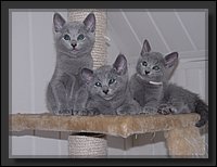 05 - Russisch Blauw Kittens Nicolaya's Cattery.JPG