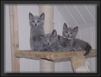 06 - Russisch Blauw Kittens Nicolaya's Cattery.JPG