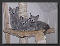 07 - Russisch Blauw Kittens Nicolaya's Cattery.JPG