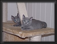 08 - Russisch Blauw Kittens Nicolaya's Cattery.JPG