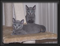 09 - Russisch Blauw Kittens Nicolaya's Cattery.JPG