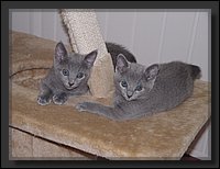 11 - Russisch Blauw Kittens Nicolaya's Cattery.JPG