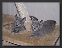 12 - Russisch Blauw Kittens Nicolaya's Cattery.JPG