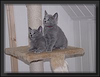 13 - Russisch Blauw Kittens Nicolaya's Cattery.JPG