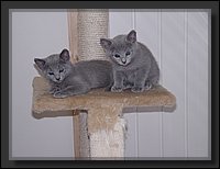 16 - Russisch Blauw Kittens Nicolaya's Cattery.JPG