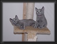 18 - Russisch Blauw Kittens Nicolaya's Cattery.JPG