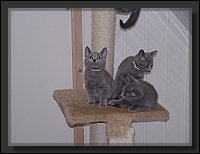 21 - Russisch Blauw Kittens Nicolaya's Cattery.JPG