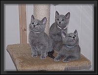 22 - Russisch Blauw Kittens Nicolaya's Cattery.JPG