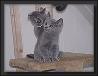 28 - Russisch Blauw Kittens Nicolaya's Cattery.JPG