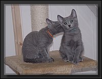 31 - Russisch Blauw Kittens Nicolaya's Cattery.JPG