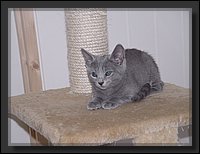 36 - Russisch Blauw Kittens Nicolaya's Cattery.JPG