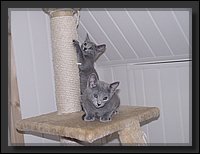 39 - Russisch Blauw Kittens Nicolaya's Cattery.JPG