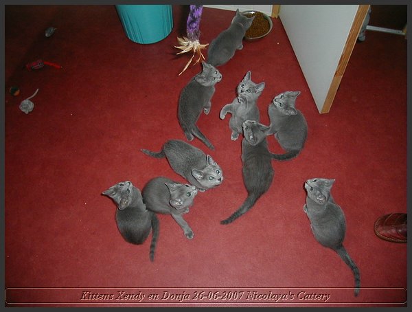 06 - Russisch Blauw Kittens Nicolaya's Cattery.JPG