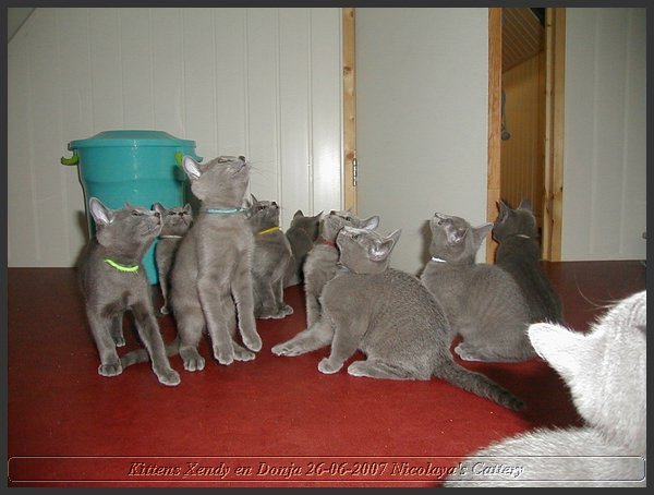 07 - Russisch Blauw Kittens Nicolaya's Cattery.JPG