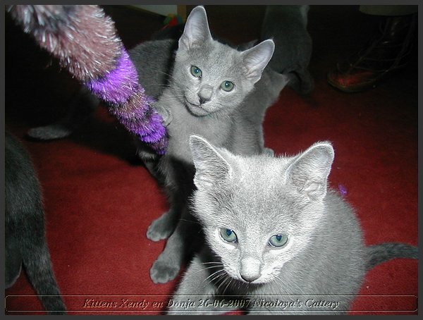 08 - Russisch Blauw Kittens Nicolaya's Cattery.JPG