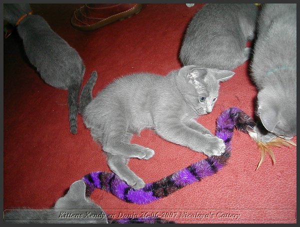 09 - Russisch Blauw Kittens Nicolaya's Cattery.JPG