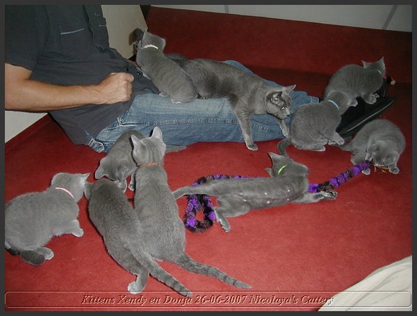 11 - Russisch Blauw Kittens Nicolaya's Cattery.JPG