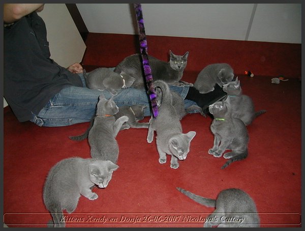 12 - Russisch Blauw Kittens Nicolaya's Cattery.JPG