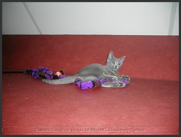 17 - Russisch Blauw Kittens Nicolaya's Cattery.JPG