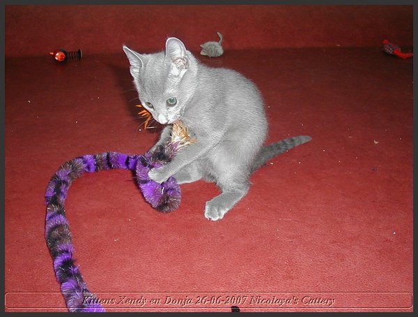 18 - Russisch Blauw Kittens Nicolaya's Cattery.JPG