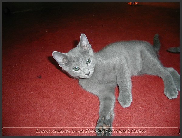 19 - Russisch Blauw Kittens Nicolaya's Cattery.JPG