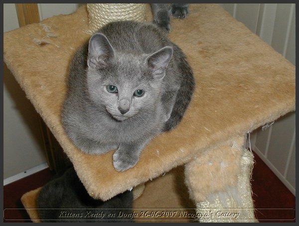 24 - Russisch Blauw Kittens Nicolaya's Cattery.JPG