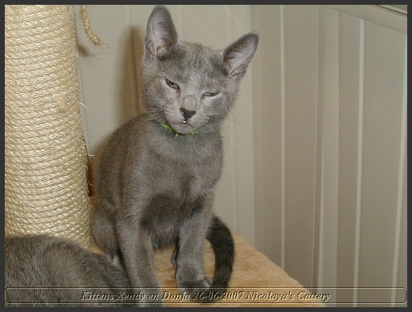 25 - Russisch Blauw Kittens Nicolaya's Cattery.JPG