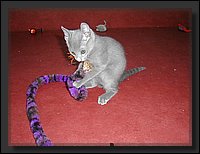 18 - Russisch Blauw Kittens Nicolaya's Cattery.JPG