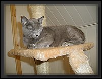 21 - Russisch Blauw Kittens Nicolaya's Cattery.JPG