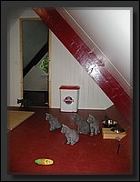 22 - Russisch Blauw Kittens Nicolaya's Cattery.JPG