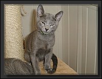 25 - Russisch Blauw Kittens Nicolaya's Cattery.JPG